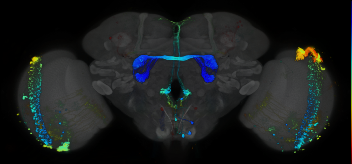 P{VT030611-GAL4} expression pattern