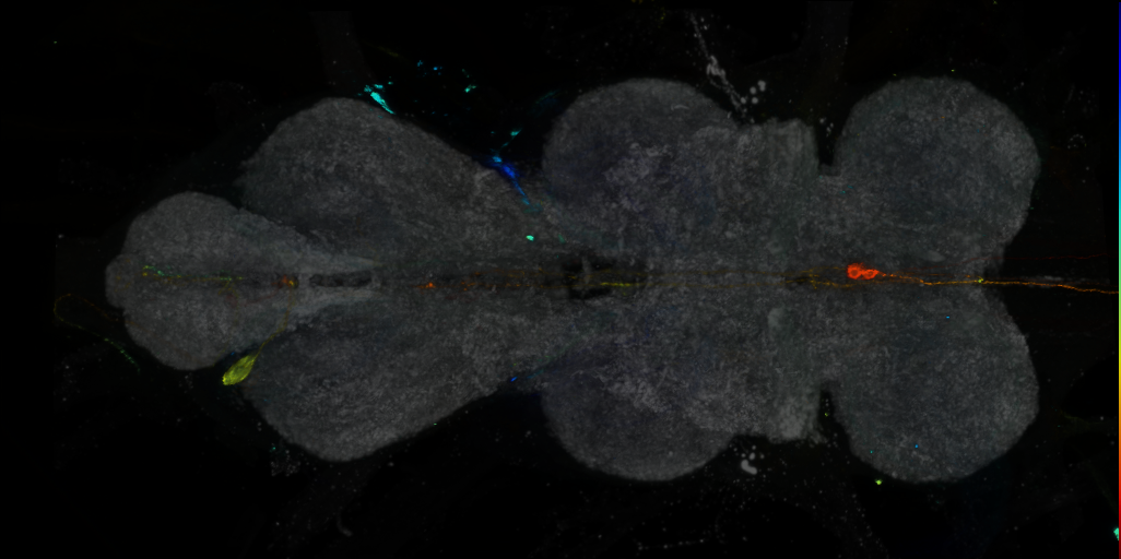 P{VT030611-GAL4} expression pattern