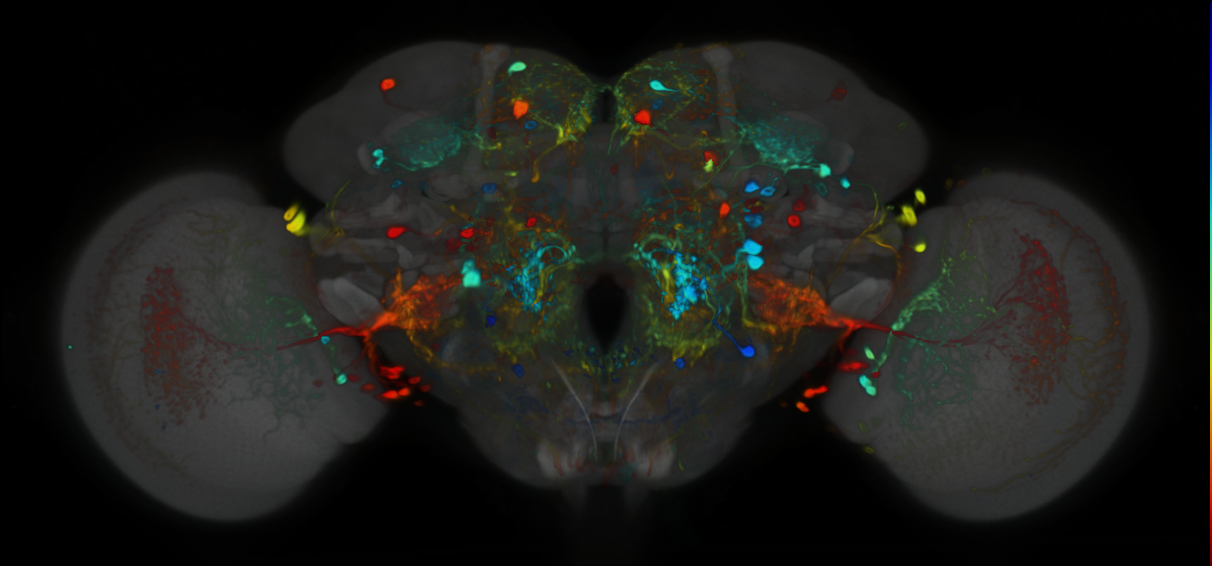 P{VT031392-GAL4} expression pattern