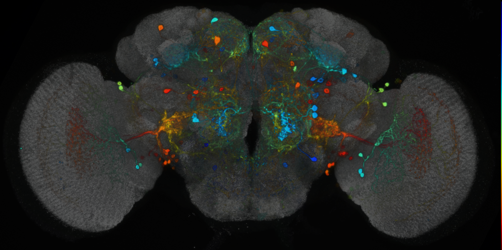 P{VT031392-GAL4} expression pattern