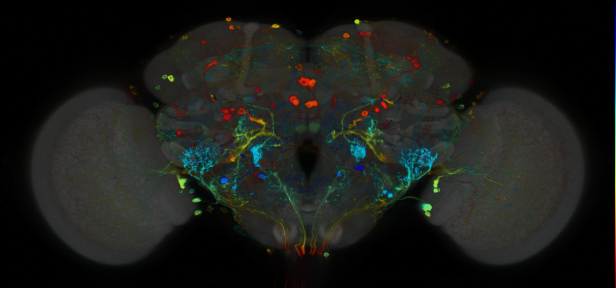 P{VT032805-GAL4} expression pattern