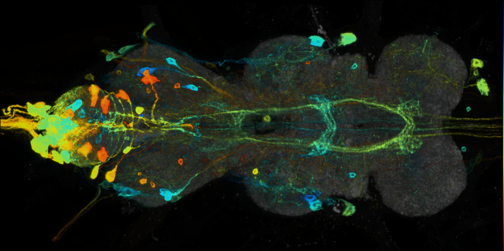 P{VT032805-GAL4} expression pattern