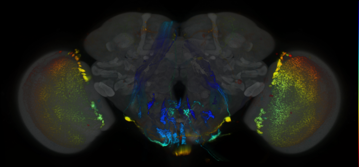 P{VT032893-GAL4} expression pattern