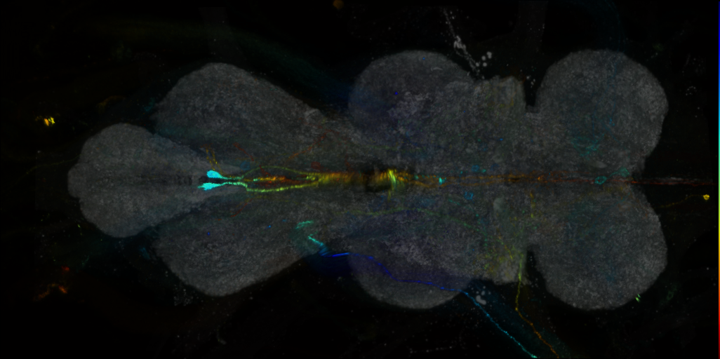 P{VT032893-GAL4} expression pattern