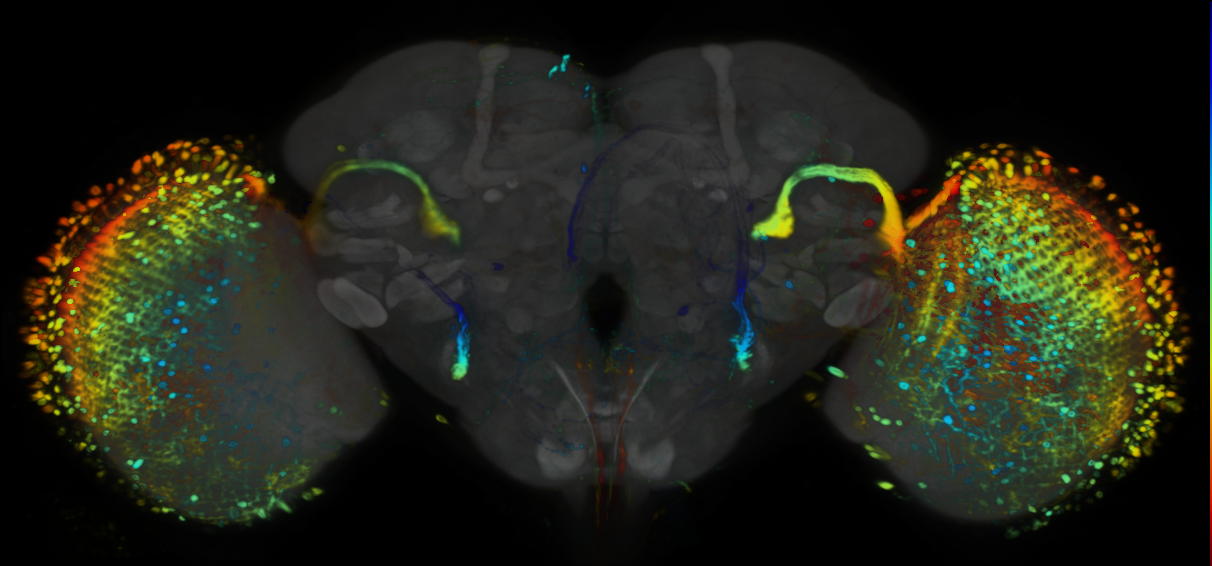 P{VT032961-GAL4} expression pattern