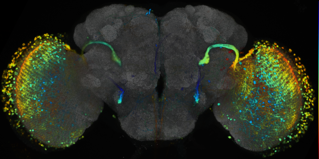 P{VT032961-GAL4} expression pattern