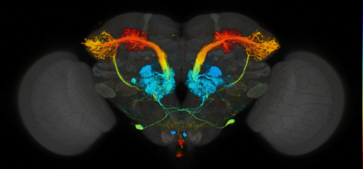P{VT033008-GAL4} expression pattern