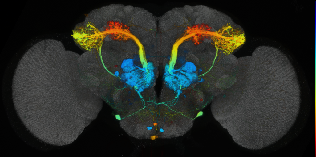 P{VT033008-GAL4} expression pattern
