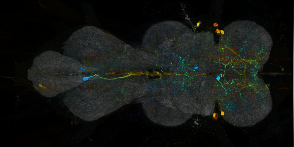 P{VT033008-GAL4} expression pattern