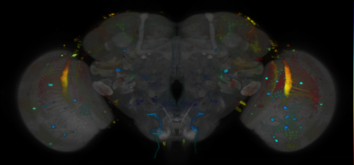 P{VT033047-GAL4} expression pattern