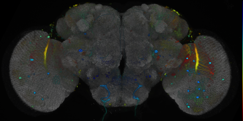 P{VT033047-GAL4} expression pattern