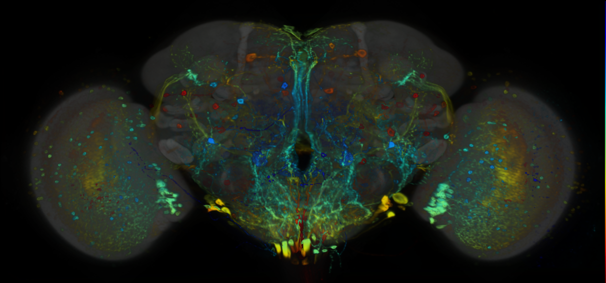 P{VT033289-GAL4} expression pattern