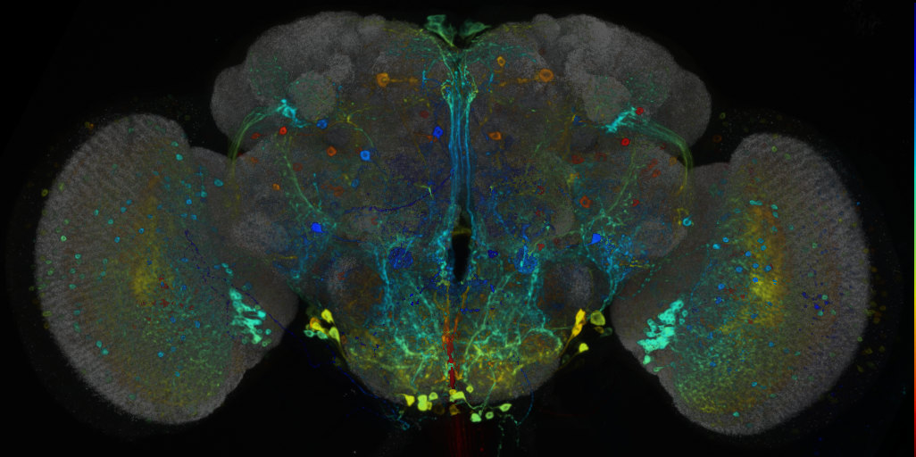 P{VT033289-GAL4} expression pattern