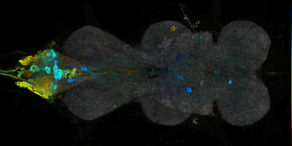 P{VT033289-GAL4} expression pattern