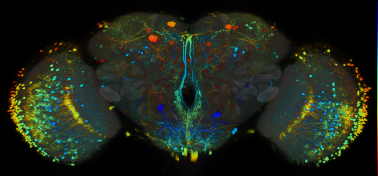 P{VT033616-GAL4} expression pattern