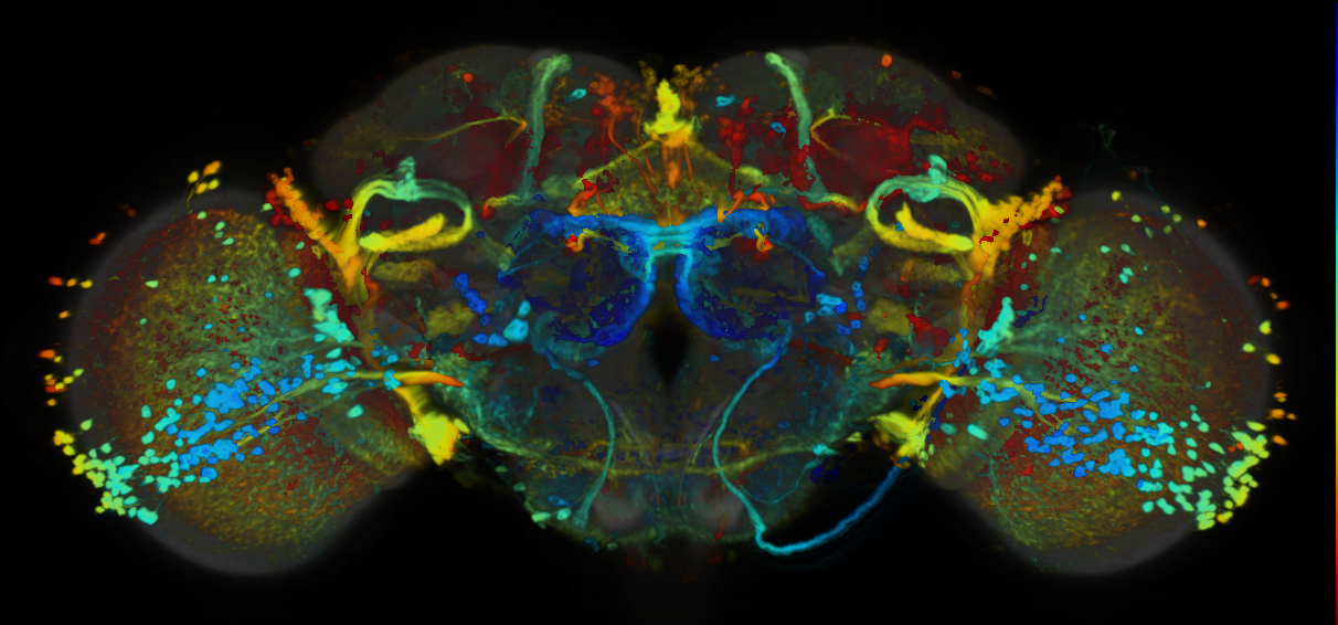 P{VT033641-GAL4} expression pattern