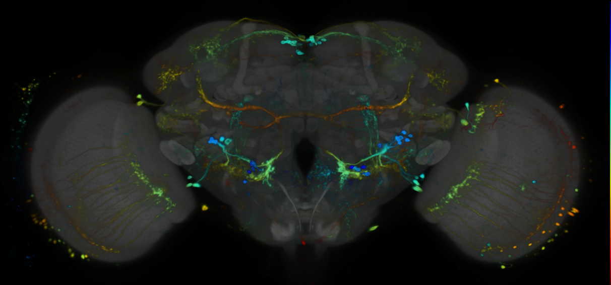P{VT033912-GAL4} expression pattern