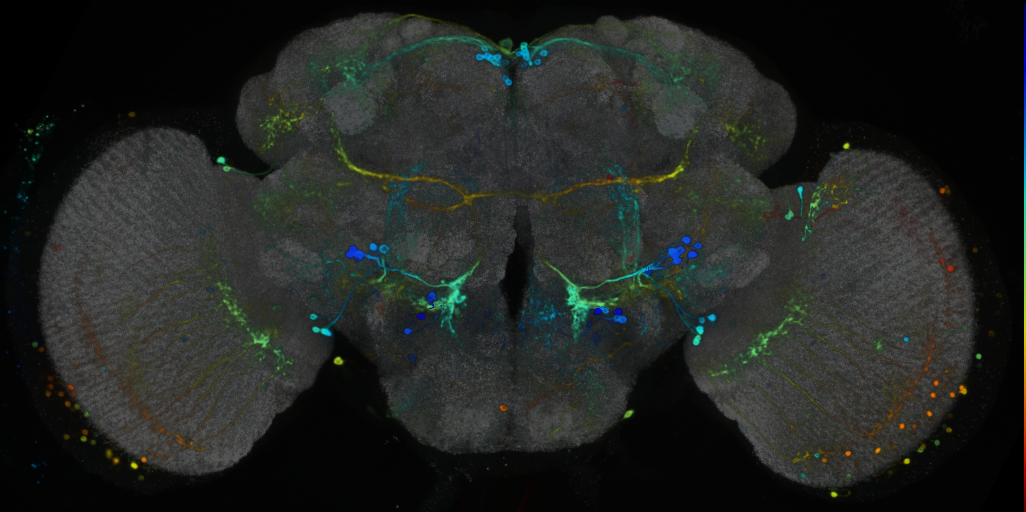 P{VT033912-GAL4} expression pattern