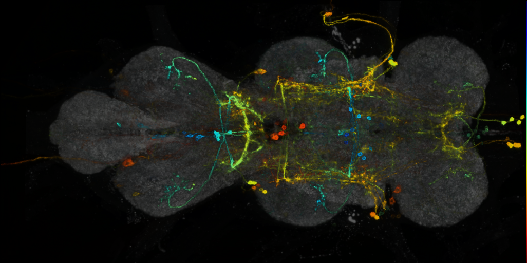 P{VT033912-GAL4} expression pattern