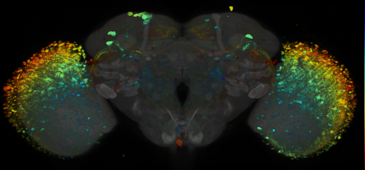 P{VT034803-GAL4} expression pattern