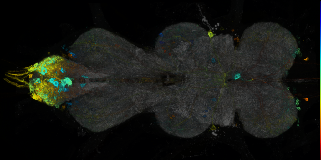 P{VT034803-GAL4} expression pattern