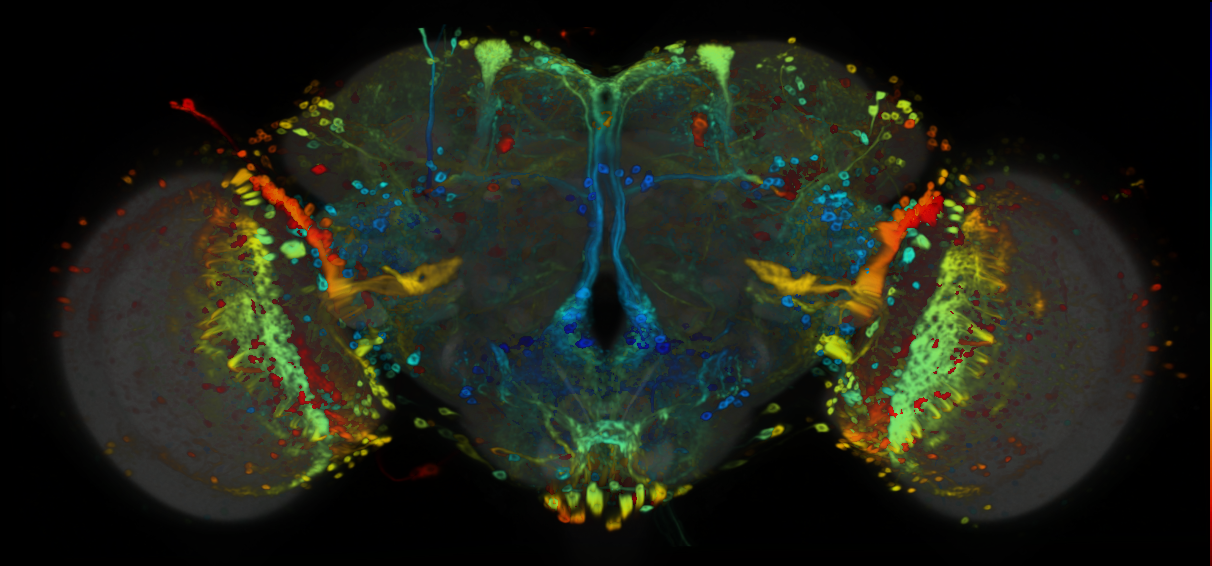 P{VT037220-GAL4} expression pattern