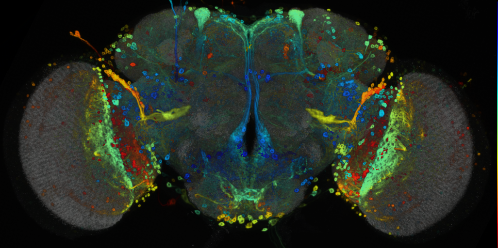P{VT037220-GAL4} expression pattern