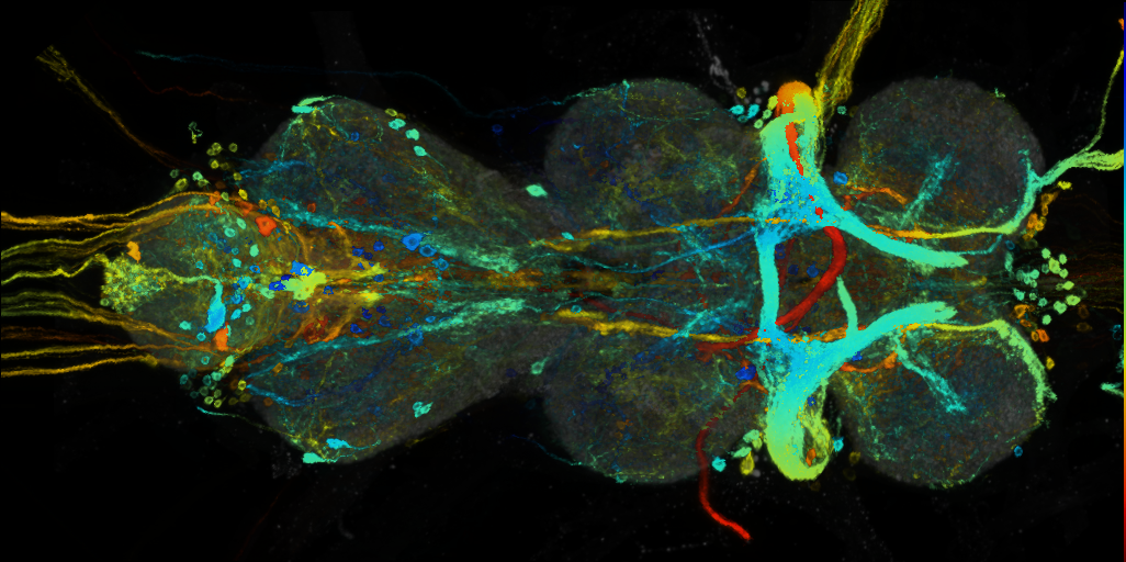 P{VT037220-GAL4} expression pattern