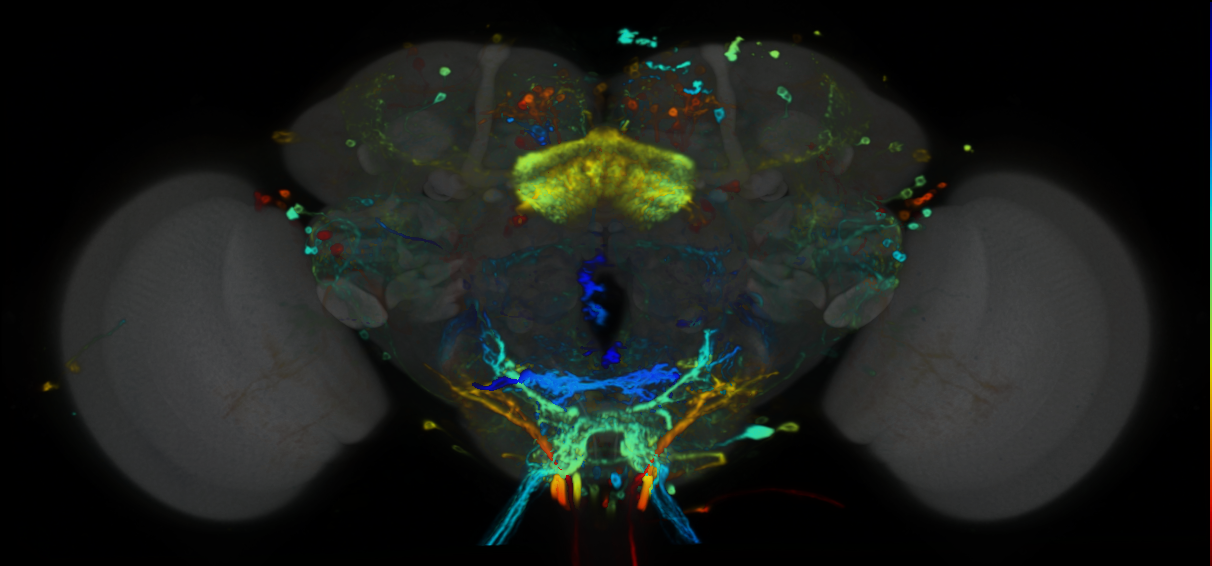 P{VT037493-GAL4} expression pattern