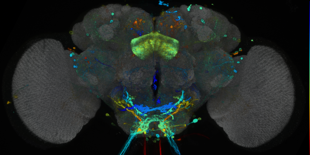 P{VT037493-GAL4} expression pattern