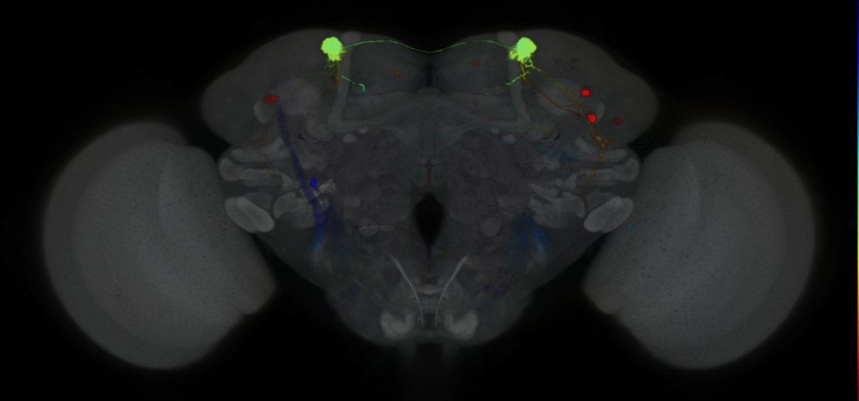 P{VT037580-GAL4} expression pattern