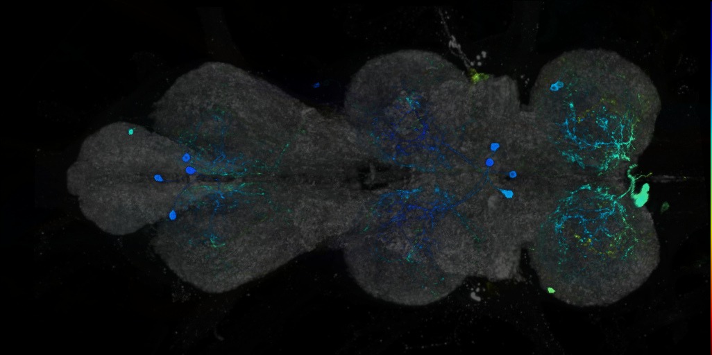 P{VT037580-GAL4} expression pattern