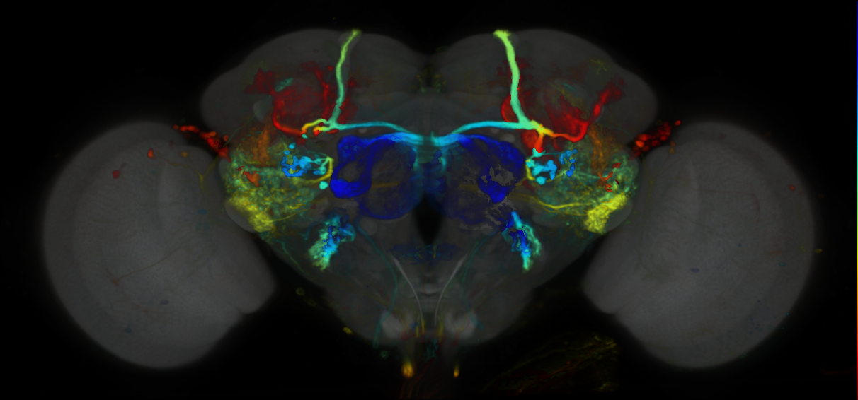 P{VT037726-GAL4} expression pattern