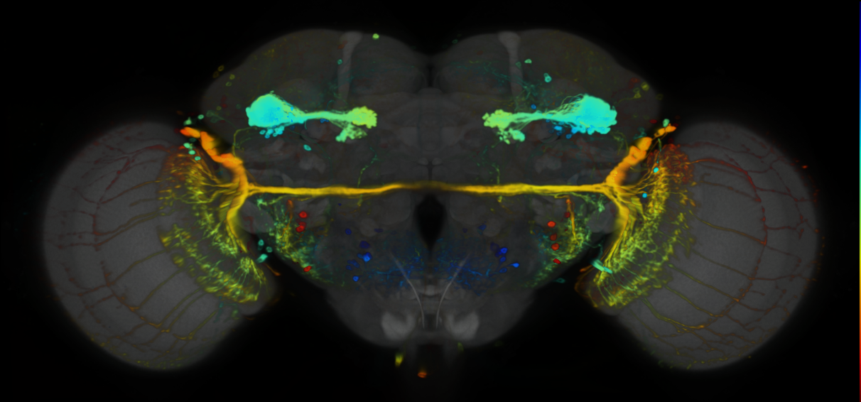 P{VT037804-GAL4} expression pattern