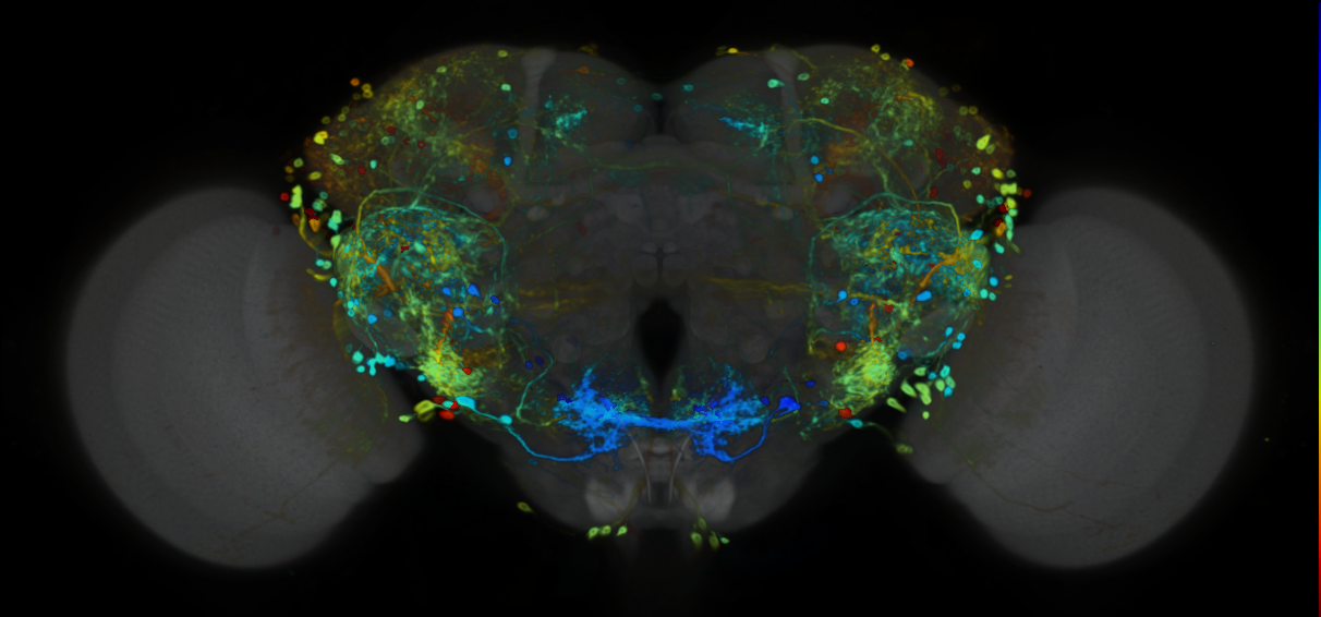 P{VT037805-GAL4} expression pattern