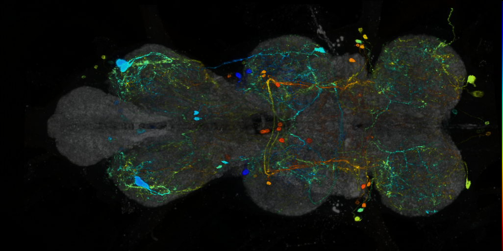 P{VT037805-GAL4} expression pattern