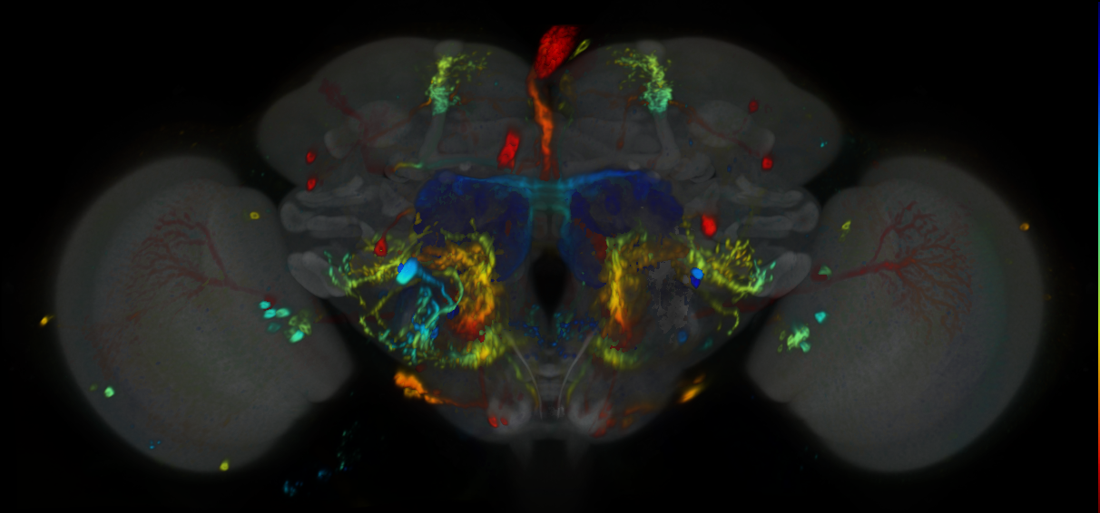 P{VT037825-GAL4} expression pattern