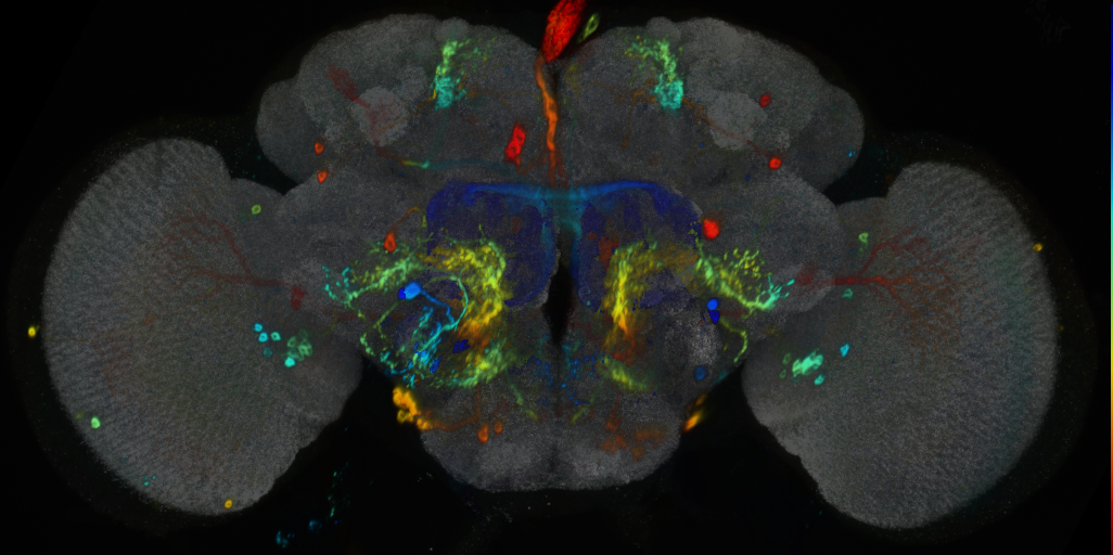 P{VT037825-GAL4} expression pattern