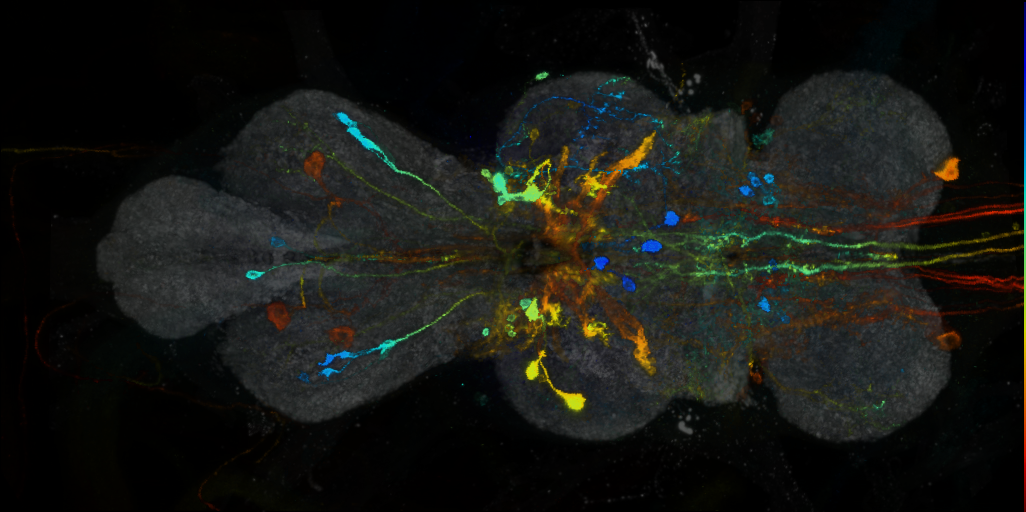 P{VT037825-GAL4} expression pattern