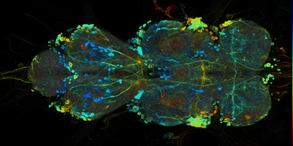 P{VT037876-GAL4} expression pattern
