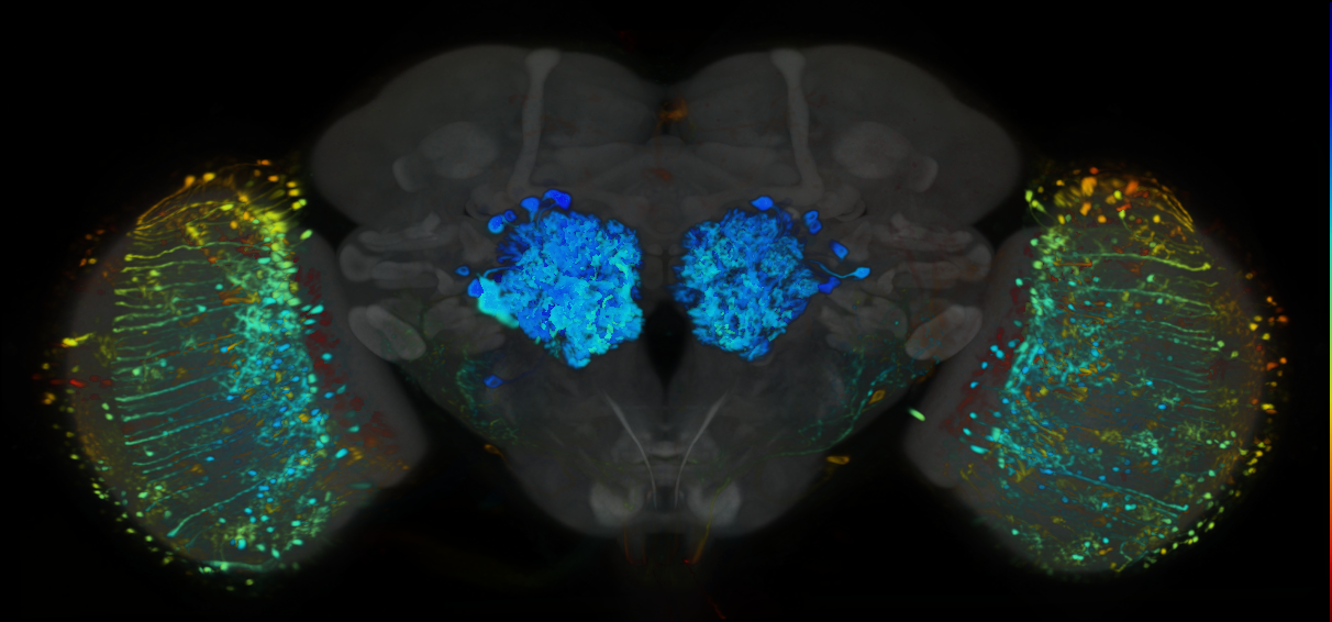 P{VT038208-GAL4} expression pattern