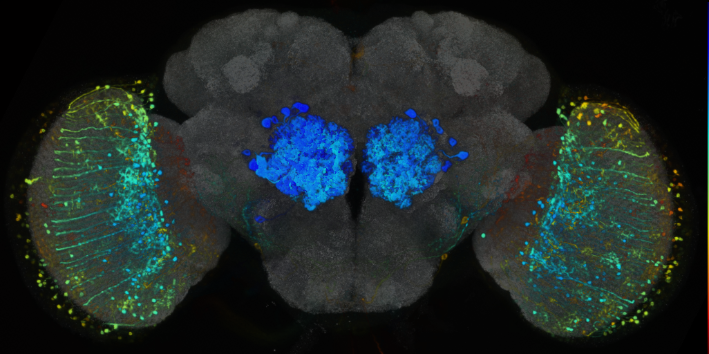 P{VT038208-GAL4} expression pattern