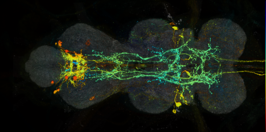 P{VT038208-GAL4} expression pattern