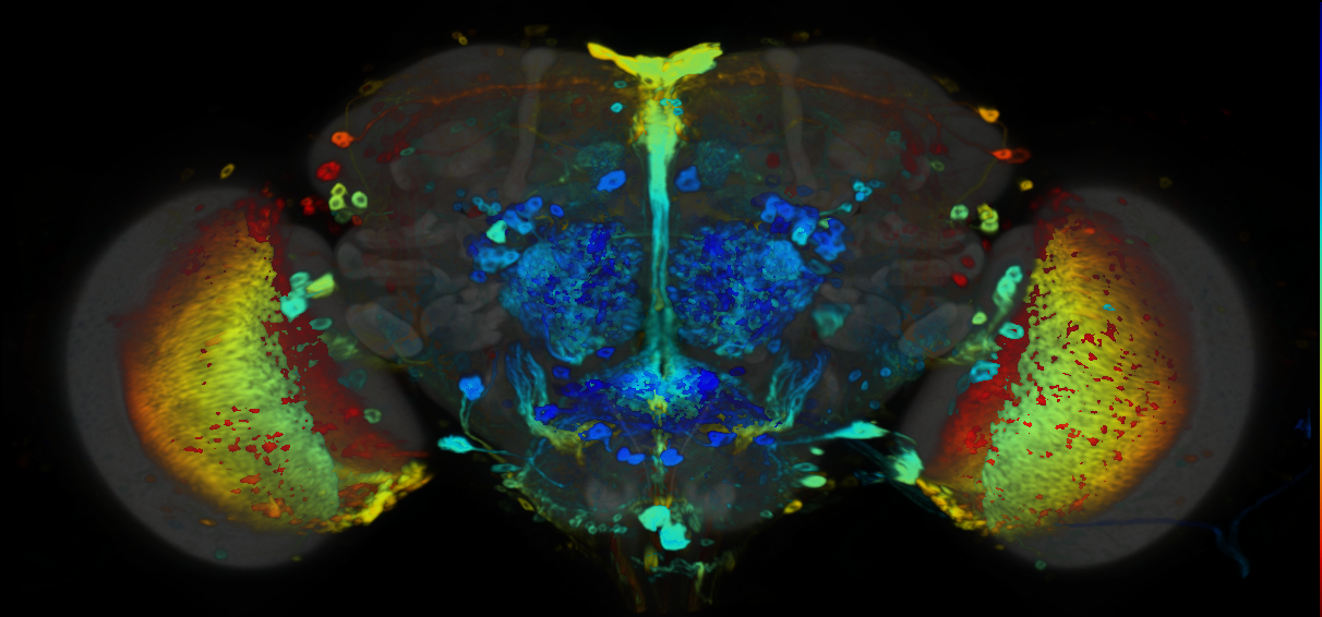P{VT038815-GAL4} expression pattern
