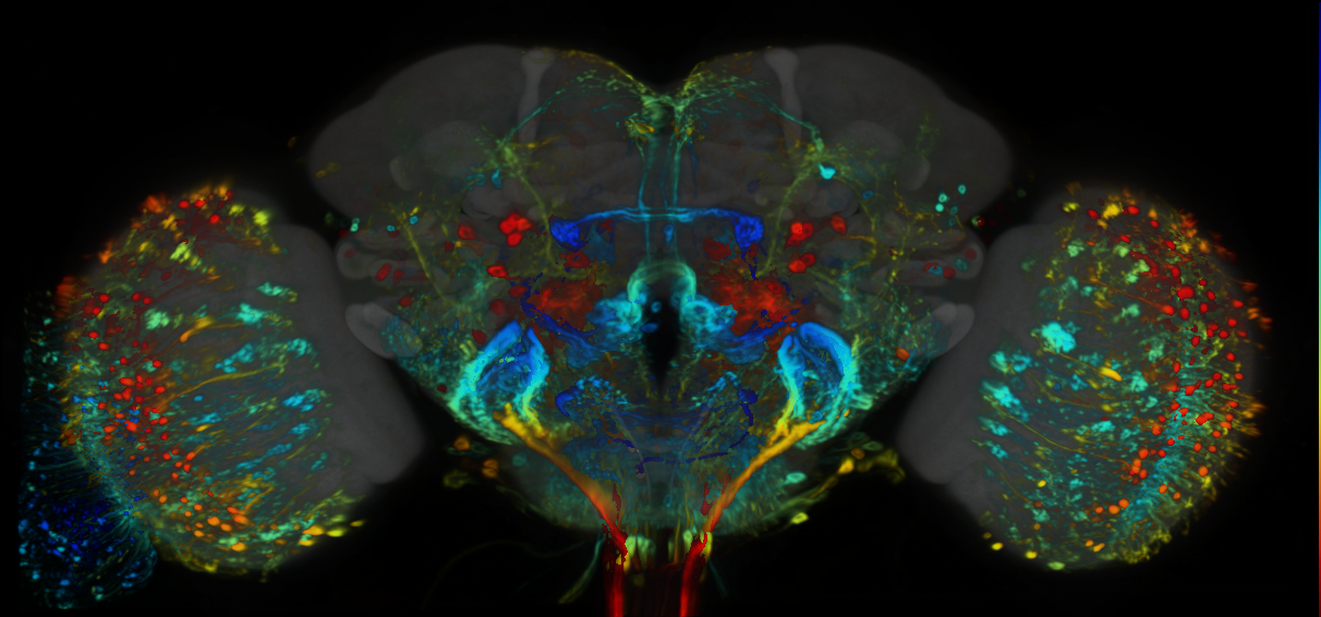 P{VT038823-GAL4} expression pattern