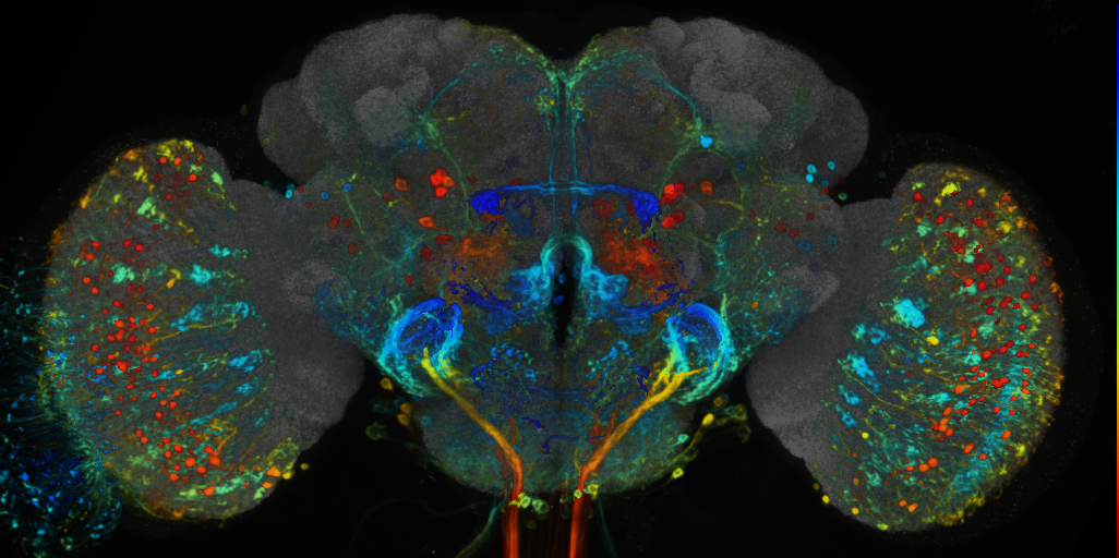 P{VT038823-GAL4} expression pattern