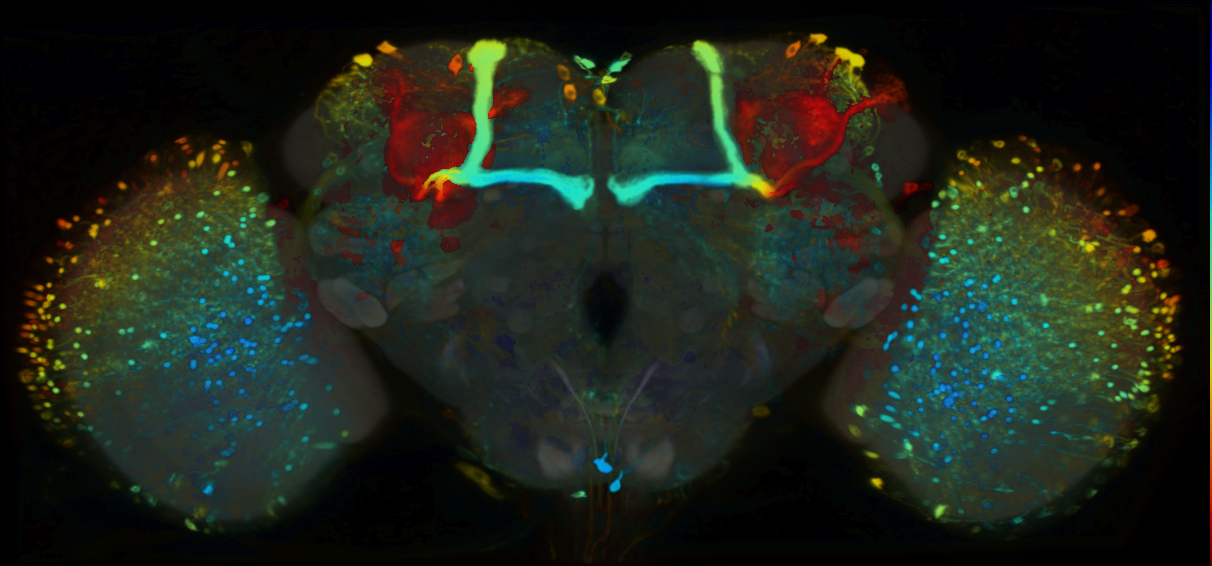 P{VT038964-GAL4} expression pattern