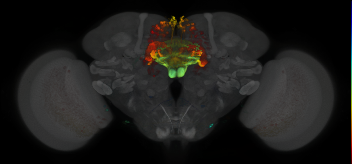 P{VT039497-GAL4} expression pattern