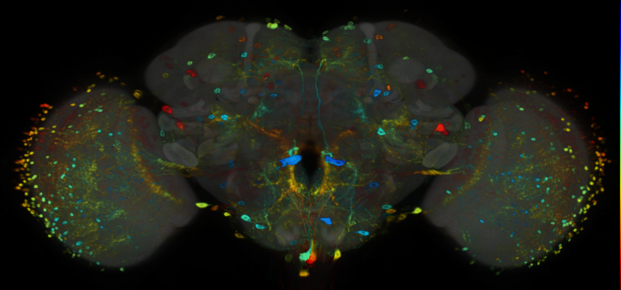 P{VT040004-GAL4} expression pattern