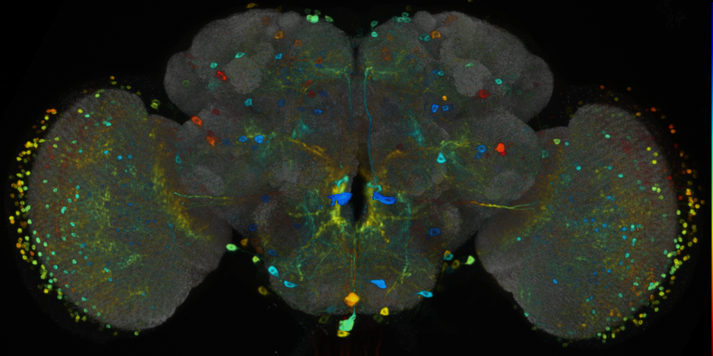 P{VT040004-GAL4} expression pattern